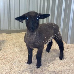 Meet your Posher, Georgia